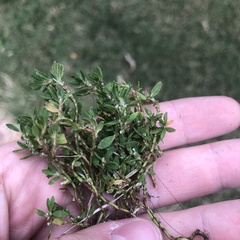 Polygonum aviculare depressum