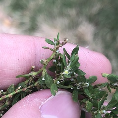 Polygonum aviculare depressum