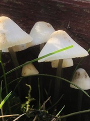 Agaricales
