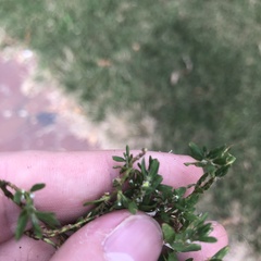 Polygonum aviculare depressum
