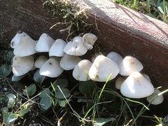 Agaricales