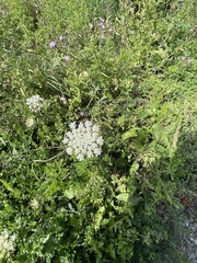 Daucus carota