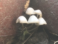 Agaricales