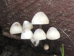 Agaricales