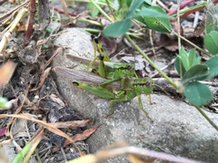 Ognevia longipennis