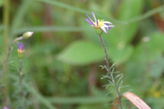 Ionactis repens