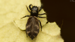 Afraflacilla karinae