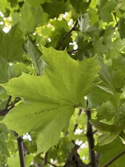 Acer platanoides
