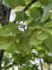 Acer platanoides