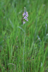 Camassia angusta