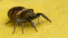 Afraflacilla karinae