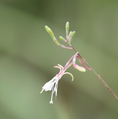 Oenothera filipes