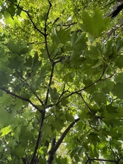 Acer platanoides