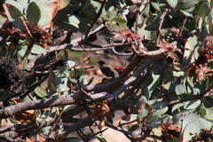 Crithagra leucoptera