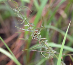 Oenothera filipes