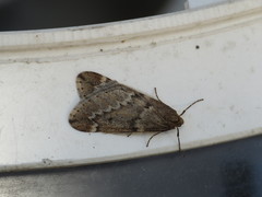Alsophila aescularia
