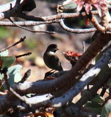 Crithagra leucoptera