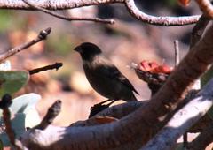 Crithagra leucoptera