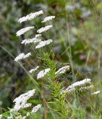 Eriogonum multiflorum