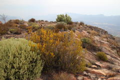 Erica parilis parilis