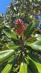 Magnolia grandiflora