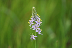 Camassia angusta
