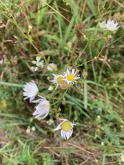 Erigeron