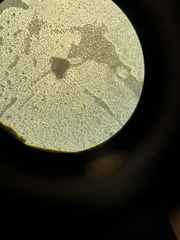 Saccharomyces cerevisiae