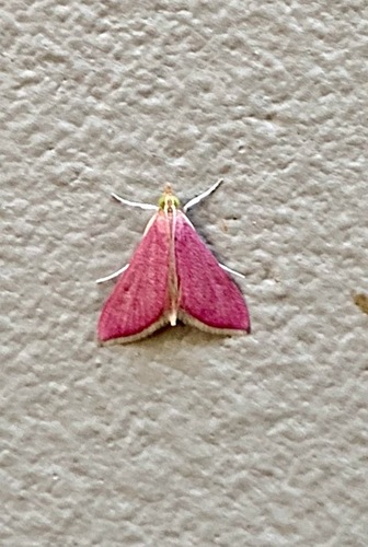 photo of Inornate Pyrausta Moth (Pyrausta inornatalis)