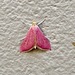 photo of Inornate Pyrausta Moth (Pyrausta inornatalis)