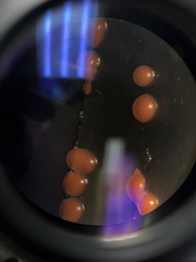 Saccharomyces cerevisiae
