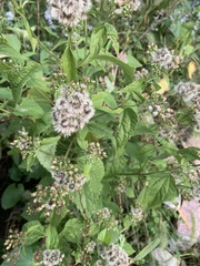 Ageratina altissima