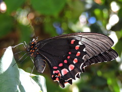 Heraclides rogeri pharnaces