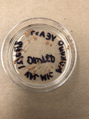 Saccharomyces cerevisiae