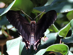 Heraclides rogeri pharnaces