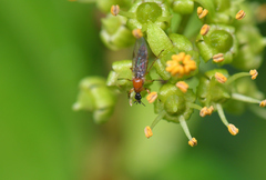 Dilophus bispinosus