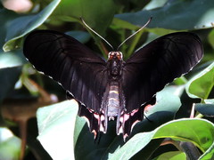 Heraclides rogeri pharnaces