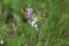 Camassia angusta