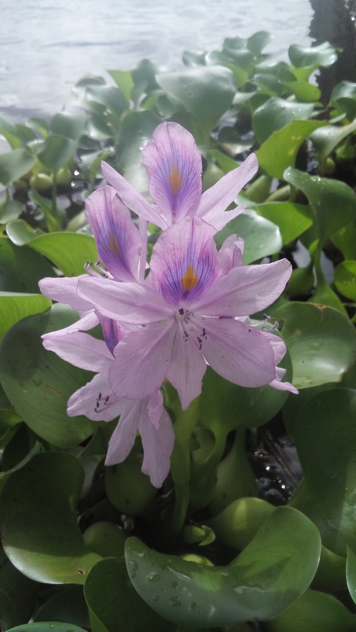Pontederia crassipes
