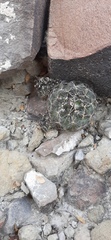 Coryphantha nickelsiae