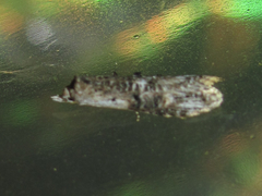 Ellabella editha
