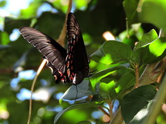 Heraclides rogeri pharnaces