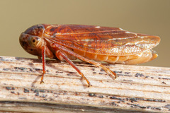 Rhytidodus