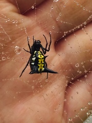 Micrathena raimondi