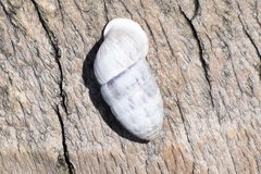 Cerion incanum