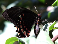 Heraclides rogeri pharnaces