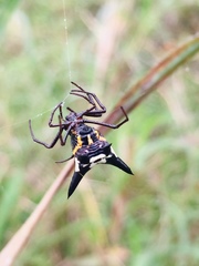 Micrathena raimondi