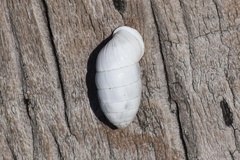 Cerion incanum