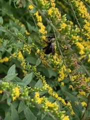 Xylocopa virginica