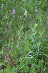 Camassia angusta
